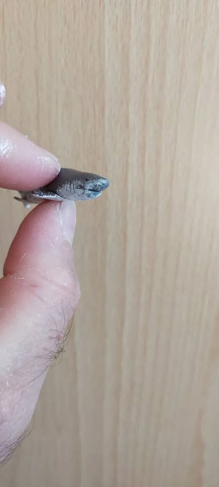 Crafting the Depths: Intricate Polymer Clay Shark Sculptures